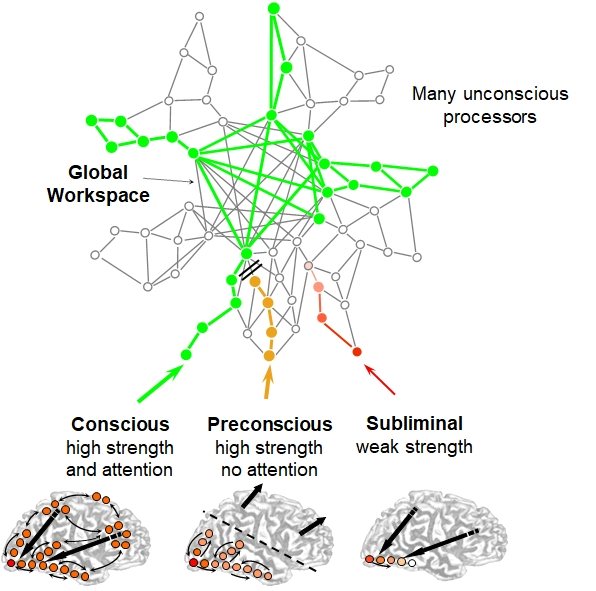 L'espace de travail neuronal global / The global neuronal workspace